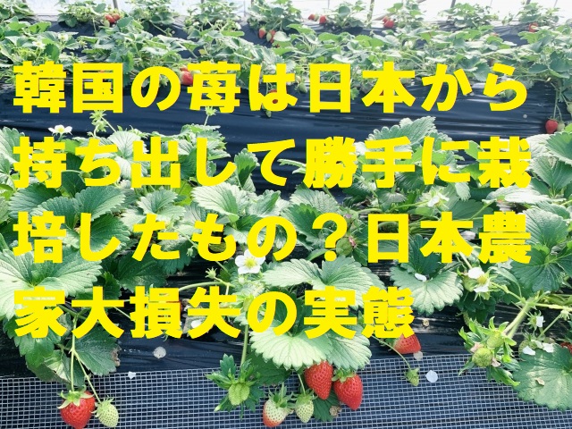 韓国の苺は日本から持ち出して勝手に栽培したもの？日本農家大損失の実態